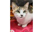 Adopt Sweet Pea a White Domestic Shorthair / Mixed Breed (Medium) / Mixed (short