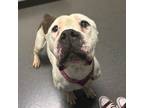 Adopt Roma a Brindle American Staffordshire Terrier / Mixed dog in Richmond