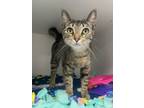 Adopt Maria a Brown Tabby Domestic Shorthair / Mixed Breed (Medium) / Mixed