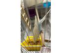 Adopt Buddy a White Parakeet - Other / Parakeet - Other / Mixed bird in