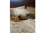 Adopt Kai (with Mew Mew) a Cream or Ivory Himalayan (medium coat) cat in