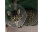 Adopt Panera a Brown Tabby Domestic Shorthair / Mixed Breed (Medium) / Mixed