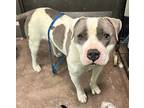 Adopt Julius a White Staffordshire Bull Terrier / Mixed Breed (Medium) / Mixed