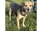 Adopt Patsy Puggle a Black - with Tan, Yellow or Fawn Beagle / Pug / Mixed dog