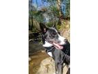Adopt Spike a Black - with White Labrador Retriever / Husky / Mixed dog in