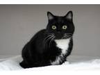 Adopt Sneakers Baby a Black & White or Tuxedo Domestic Shorthair (short coat)