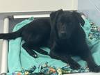 Adopt Zaphra a Black Labrador Retriever / Mixed Breed (Medium) / Mixed (short