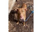 Adopt Elias a Brown/Chocolate American Pit Bull Terrier / Mixed Breed (Medium) /