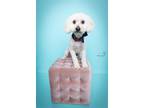 Adopt Ivory a White Poodle (Miniature) / Mixed dog in Spring, TX (41444972)
