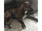 Adopt Trooper a Brindle Mountain Cur / Plott Hound / Mixed dog in Wolcott