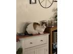 Adopt Princess Cheesecake a Cream or Ivory (Mostly) Turkish Van / Mixed (short