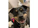 Adopt Axel a White - with Brown or Chocolate Rottweiler / German Shepherd Dog /