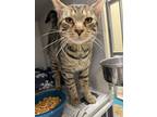 Adopt General Tso a Brown Tabby Domestic Shorthair (short coat) cat in