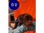 Adopt Pancake a Black Labrador Retriever / Golden Retriever / Mixed dog in Mesa