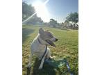 Adopt Ruby a White - with Tan, Yellow or Fawn Labrador Retriever / Beagle /