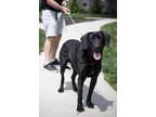 Adopt Panther a Black Great Dane / Mixed dog in Elmsford, NY (40289755)