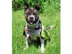Adopt Mocha a Brindle - with White Pit Bull Terrier / Staffordshire Bull Terrier