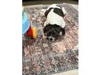 Adopt Goldie a White - with Brown or Chocolate Jack Russell Terrier / Mixed dog