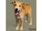 Adopt Snitch a Husky / Catahoula Leopard Dog / Mixed dog in El Dorado