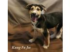 Adopt Kung Fu Joe a Husky / Catahoula Leopard Dog / Mixed dog in El Dorado