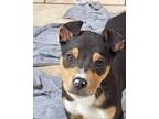 Adopt Texas a Tricolor (Tan/Brown & Black & White) Pit Bull Terrier / Mixed dog