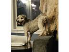 Adopt Shorty a Gray/Blue/Silver/Salt & Pepper Poodle (Miniature) / Mixed dog in