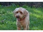 Adopt Presley (2) a Red/Golden/Orange/Chestnut Poodle (Standard) / Mixed dog in
