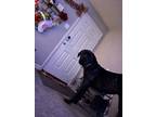 Adopt Que a Brindle - with White Cane Corso / Neapolitan Mastiff / Mixed dog in