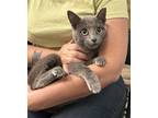 Adopt Viper a Russian Blue / Mixed cat in Camden, SC (41445798)