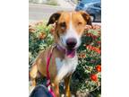 Adopt Coral a Tan/Yellow/Fawn - with White Greyhound / Pointer dog in Bonita