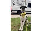 Adopt Holstein a White - with Black English Pointer / Great Dane dog in Bonita