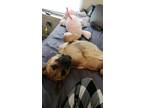 Adopt Scrappy a Tan/Yellow/Fawn - with Black Belgian Malinois / German Shepherd