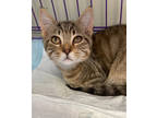 Adopt General a Brown Tabby Domestic Shorthair / Mixed Breed (Medium) / Mixed