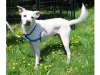 Adopt Freedom a White Terrier (Unknown Type, Small) / Carolina Dog / Mixed dog