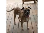 Adopt Lucy a Tan/Yellow/Fawn Boxer / Greyhound / Mixed dog in Southbury