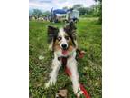 Adopt 0525 Annie Blue a Australian Shepherd / Corgi dog in Ringwood