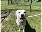 Adopt Papaya a White American Pit Bull Terrier / Mixed Breed (Medium) / Mixed