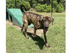 Adopt Harry a Brown/Chocolate Treeing Walker Coonhound / Hound (Unknown Type) /