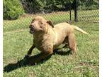 Adopt Birdie (HW+) a Tan/Yellow/Fawn Chesapeake Bay Retriever / American Pit