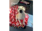 Adopt Pyrenees puppies a Tricolor (Tan/Brown & Black & White) Great Pyrenees /