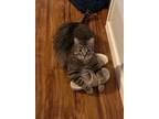 Adopt Gomez a Brown Tabby Domestic Shorthair (short coat) cat in Mead