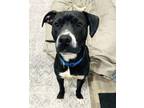 Adopt Rocko a Black Terrier (Unknown Type, Medium) / Pointer / Mixed (short