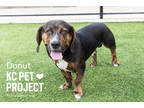 Adopt Donut a Black Basset Hound / Mixed Breed (Medium) / Mixed (short coat) dog