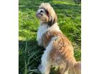 Adopt Honey Bun a Shih Tzu dog in Bristol, CT (41355390)