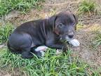 Adopt Goose a Labrador Retriever / Staffordshire Bull Terrier dog in Wendell