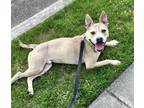 Adopt Coolio a Tan/Yellow/Fawn American Pit Bull Terrier / Mixed Breed (Medium)