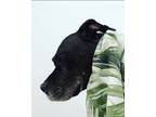 Adopt Ramses The Great a Black Staffordshire Bull Terrier / Pumi / Mixed dog in