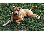 Adopt Holden a Red/Golden/Orange/Chestnut Labrador Retriever / Collie / Mixed