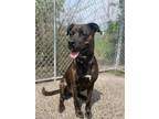 Adopt Lola a Brindle Boxer dog in mishawaka, IN (40578815)