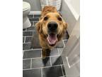 Adopt Scarlett a Red/Golden/Orange/Chestnut Golden Retriever / Mixed dog in